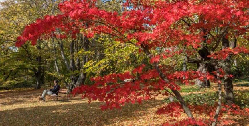 Buda Arboretum, Budapest, Hungary, Hungary